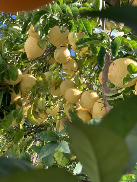 Sorrento: Lemon Garden Tour with Marmalade Tasting - How the 30 Minutes to 1.5 Hours Tour Flows