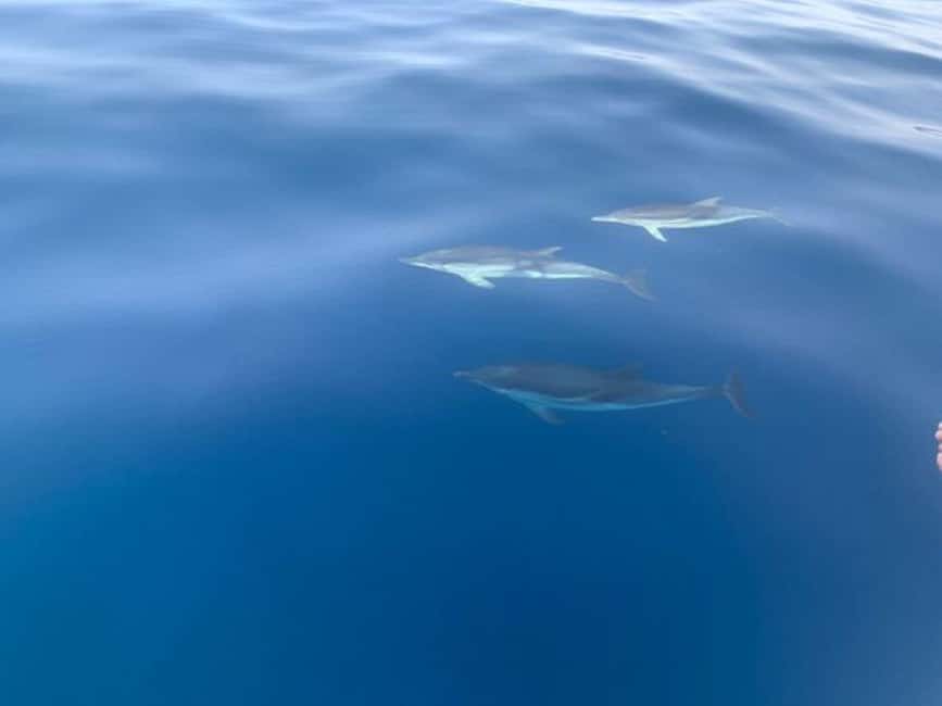 Sunset tour in search of dolphins with aperitif - The aperitivo break: arancini or pizza plus prosecco