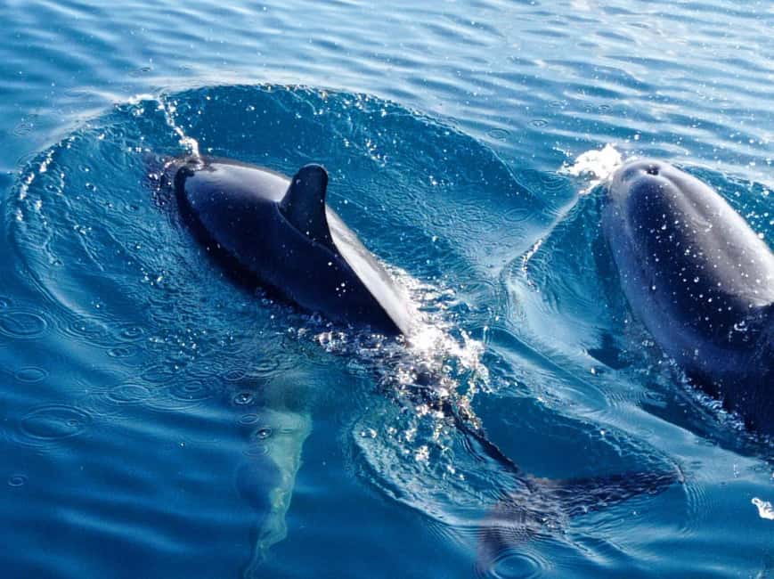 Sunset tour in search of dolphins with aperitif - Dolphin searching at sunset: what you can expect, and what to accept