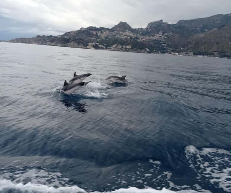 Sunset tour in search of dolphins with aperitif - Who this dolphin-and-aperitivo cruise suits best