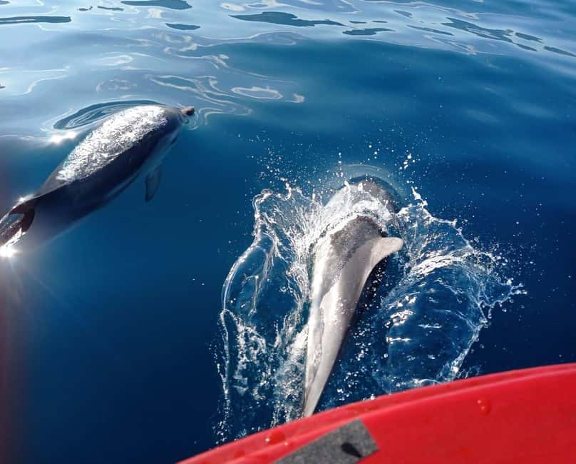 Sunset tour in search of dolphins with aperitif - Should you book this sunset dolphin and aperitivo boat tour?
