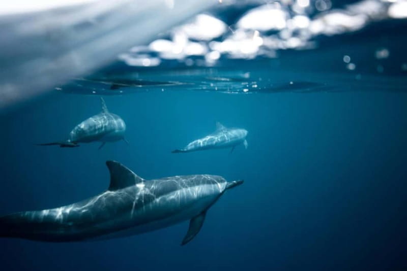 Taormina: Sunset Boat Tour with Dolphin Watching & Aperitif - Why the Blue Diamond Tour feels more like an evening with locals