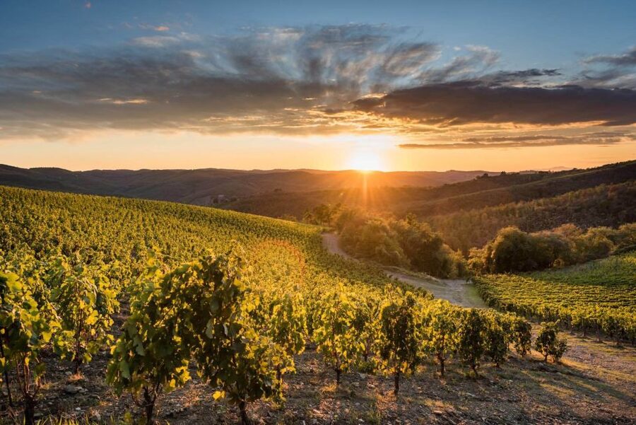 Total Immersion Wine Tour in Chianti - Vineyard Walk: Organic Agriculture in Real Life