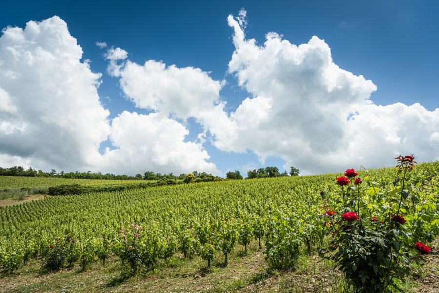 Total Immersion Wine Tour in Chianti - Inside the Cellar: Harvest, Fermentation, and Aging