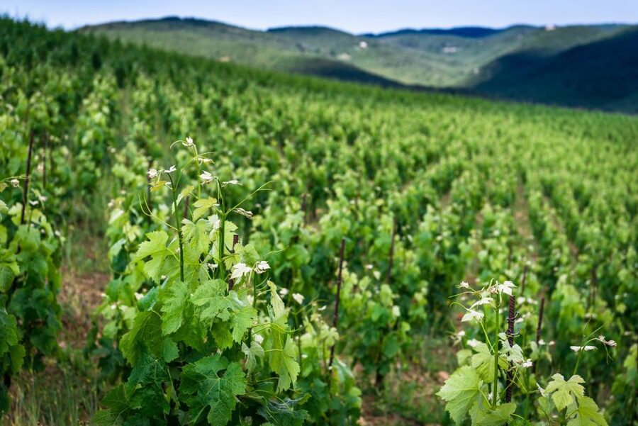 Total Immersion Wine Tour in Chianti - Grappa: The Optional Final Lesson