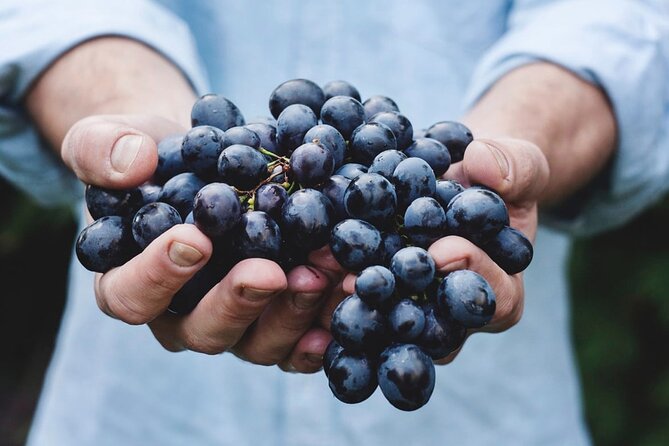 Tour Etna & Wine Tasting - Etna in One Day, Plus a Wine-Lunch Finale