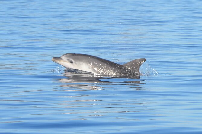 Tour to Figarolo Island with the possibility to observe dolphins - Key highlights worth your attention