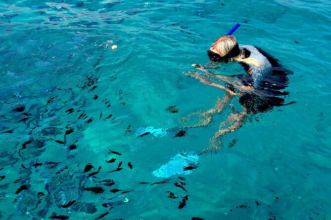 Tour to Figarolo Island with the possibility to observe dolphins - Dolphin spotting in the wild, with realistic expectations