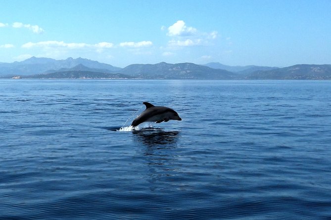 Tour to Figarolo Island with the possibility to observe dolphins - Price and value: is $72.59 worth it?