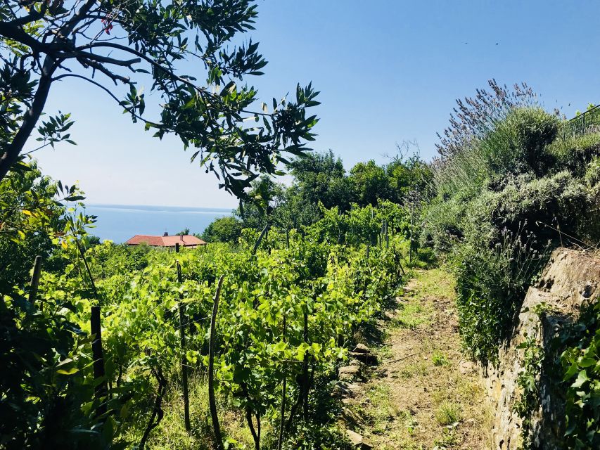 Trieste: 2.5-Hour Prosecco Origins Tour and Tastings - Should you book? My practical take