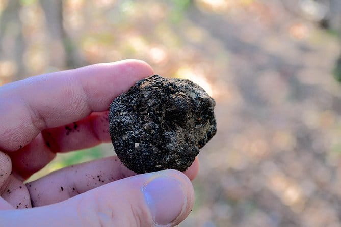 Truffle Hunting Experience with Lunch in San Miniato - The Woods Hunt at 11:00: What You Actually Do With a Truffle Dog