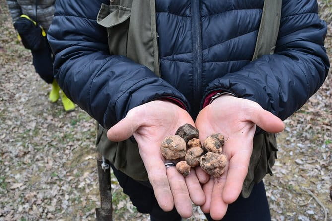 Truffle Hunting Experience with Lunch in San Miniato - Group Size, Timing, and the Social Side of the Day