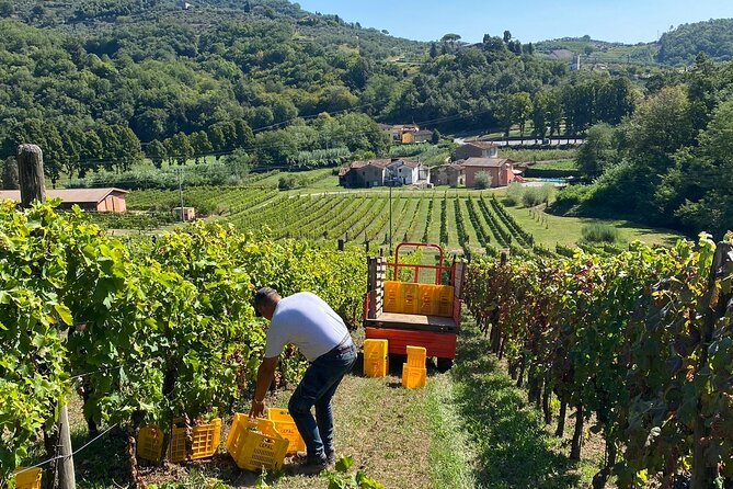 Tuscan Wine Tour in Lucca by van - Stop 2: lunch in the vineyard, plus tastings at an organic cellar setting