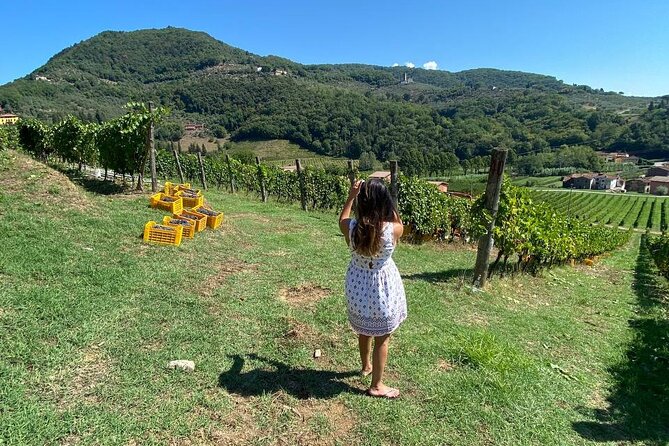 Tuscan Wine Tour in Lucca by van - Price and value: what $180.27 buys you in Lucca hills