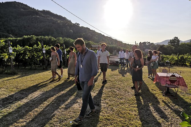 Tuscan Wine Tour in Lucca by van - The 10:00 start, how the day runs, and where you end up