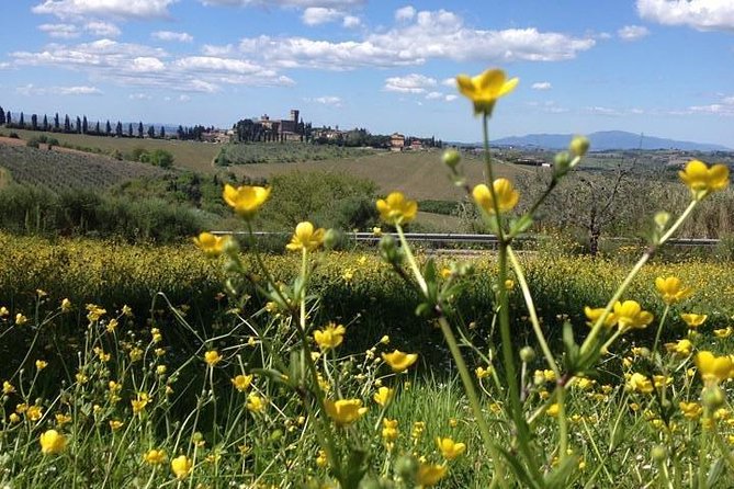 Tuscany Bike Tours Through the Chianti Hills with Wine Tasting - Tuscan Villa Lunch: Wine, Olive Oil Tasting, and What You Actually Eat