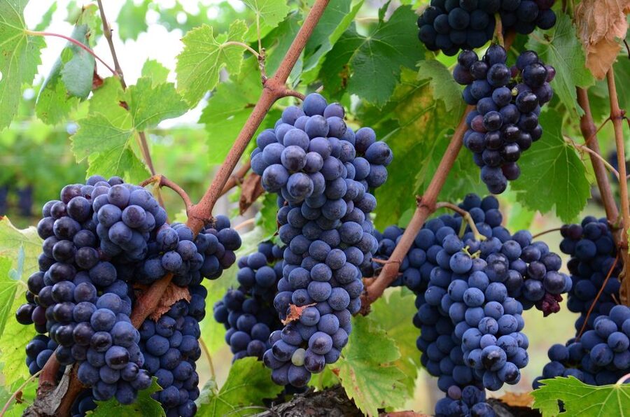 Valpolicella: 1.5-Hour Guided Winery Tour with Wine Tasting - Key Highlights You Should Know