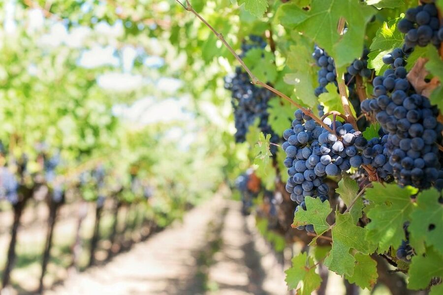 Valpolicella: 1.5-Hour Guided Winery Tour with Wine Tasting - Your 6-Wine Tasting Flight: What You’ll Actually Taste