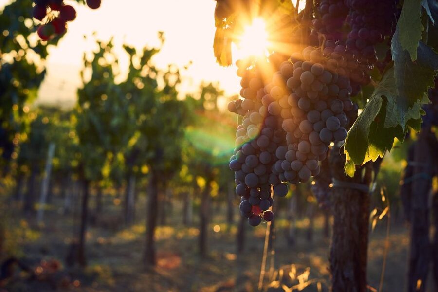 Valpolicella: 1.5-Hour Guided Winery Tour with Wine Tasting - Price and Value: Is $41 Worth It?