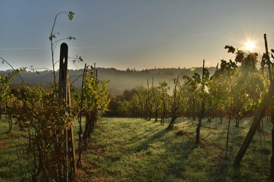 Valpolicella: 1.5-Hour Guided Winery Tour with Wine Tasting - Who This Tour Is Best For