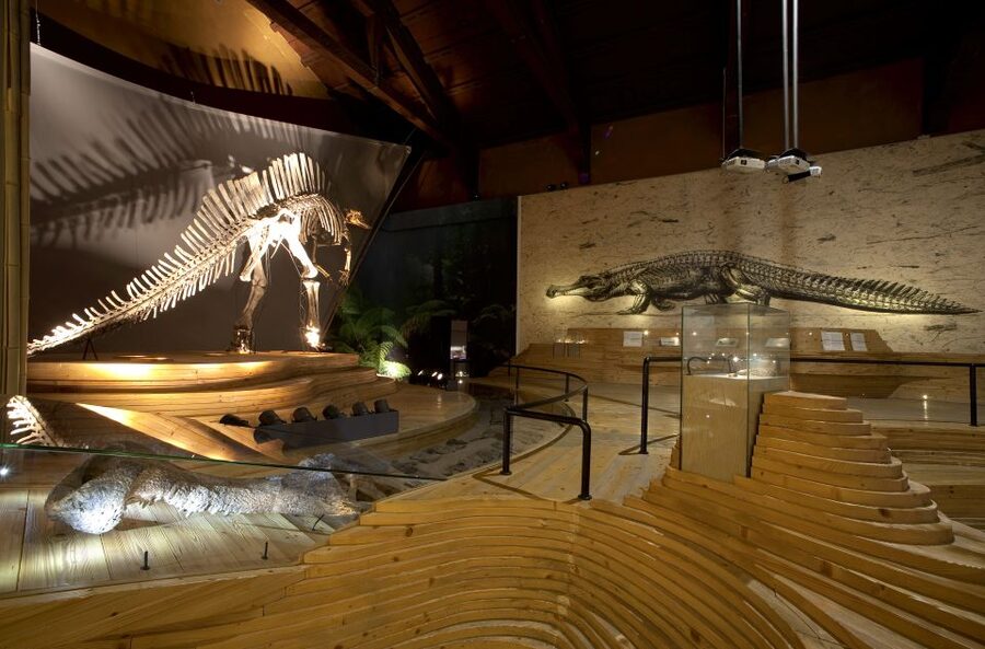 Venice: Natural History Museum Entry Ticket - 5 Key Reasons This Venice Museum Works So Well