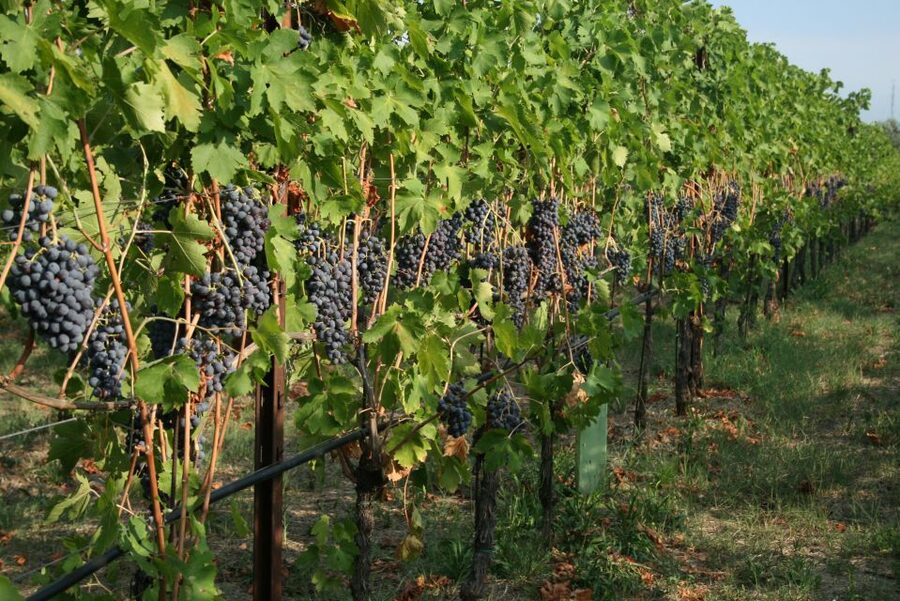 Verona: Wine Tasting with Snacks and Panoramic Views - Price and value: why $53 feels fair for what you get