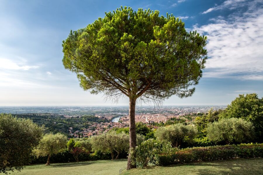 Verona: Wine Tasting with Snacks and Panoramic Views - Timing tips: picking the best time for the view and the mood