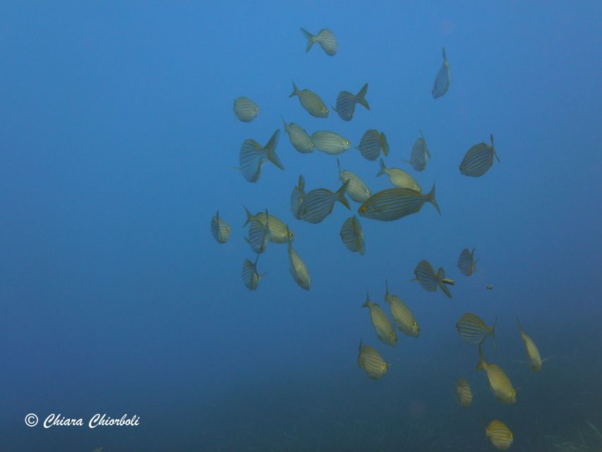 Villasimius: Capo Carbonara Boat and Snorkeling Tour - How long you are out there, and who this 4-hour tour suits best