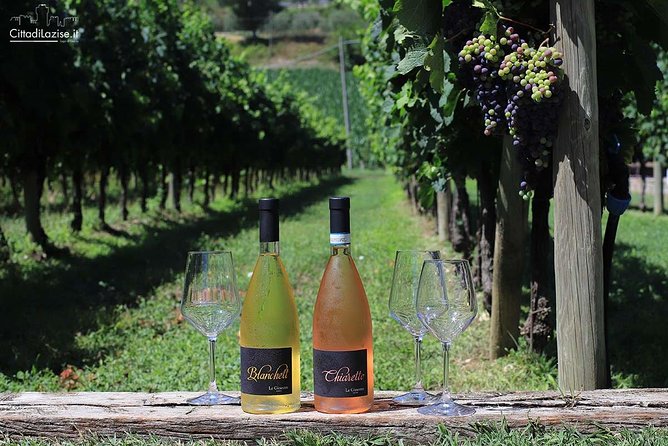 Wine and Food Tasting in the Vineyards in Lazise - Sitting in the vines by the crushing cellar